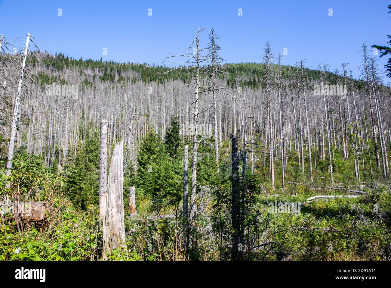 Withered spruce forest after the European spruce bark beetle attack, dry dead tree trunks and stumps with white bark, blue sky background, Tatra Mount Stock Photo