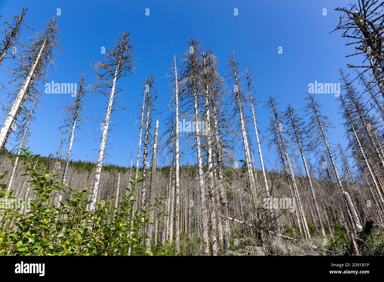 Windfall, withered spruce forest after the European spruce bark beetle attack, dry dead tree trunks and stumps with white bark, blue sky background, Stock Photo