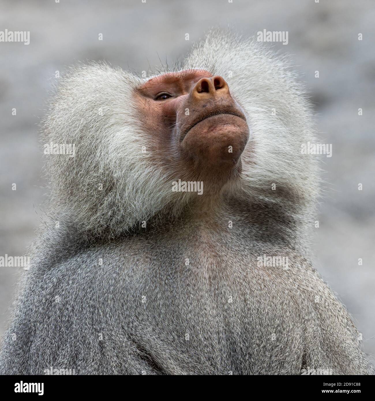 The Hamadryas Baboon Papio Hamadryas Is A Species Of Baboon Being the-hamadryas-baboon-papio-hamadryas-is-a-species-of-baboon-being