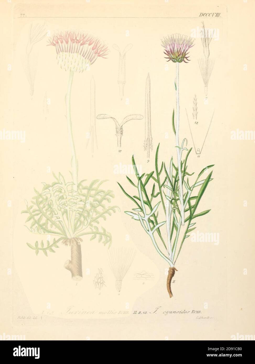 Jurinea cyanoides ssp cyanoides. Stock Photo