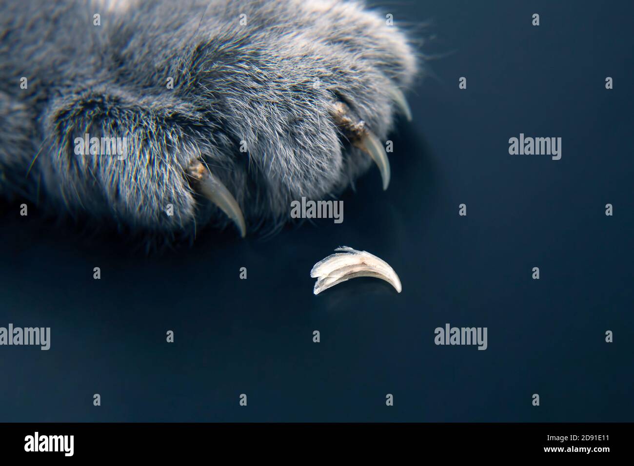 molting and replacing the claws of the cat paws. mammalian veterinary