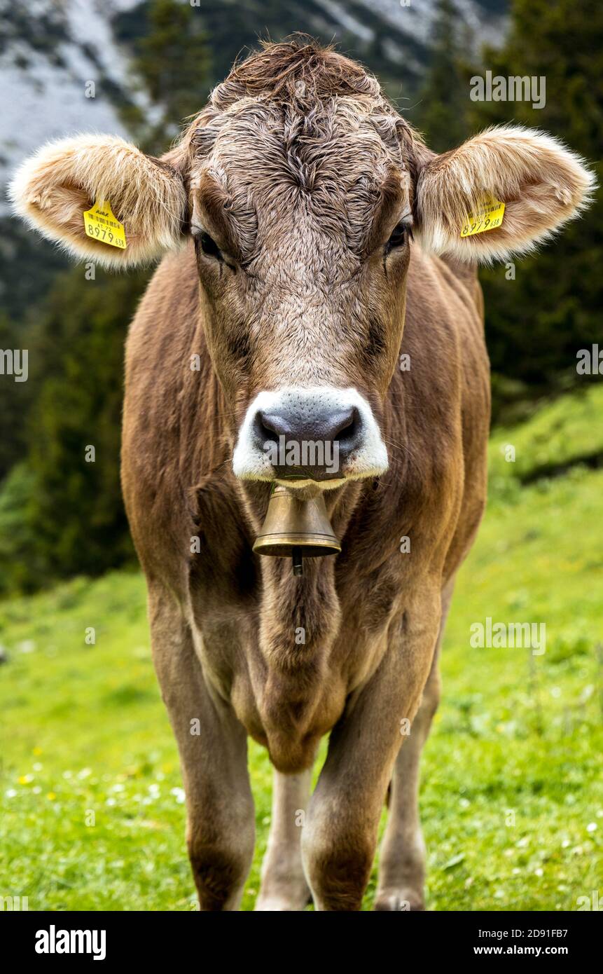 Cow in the alps with bell Stock Photo