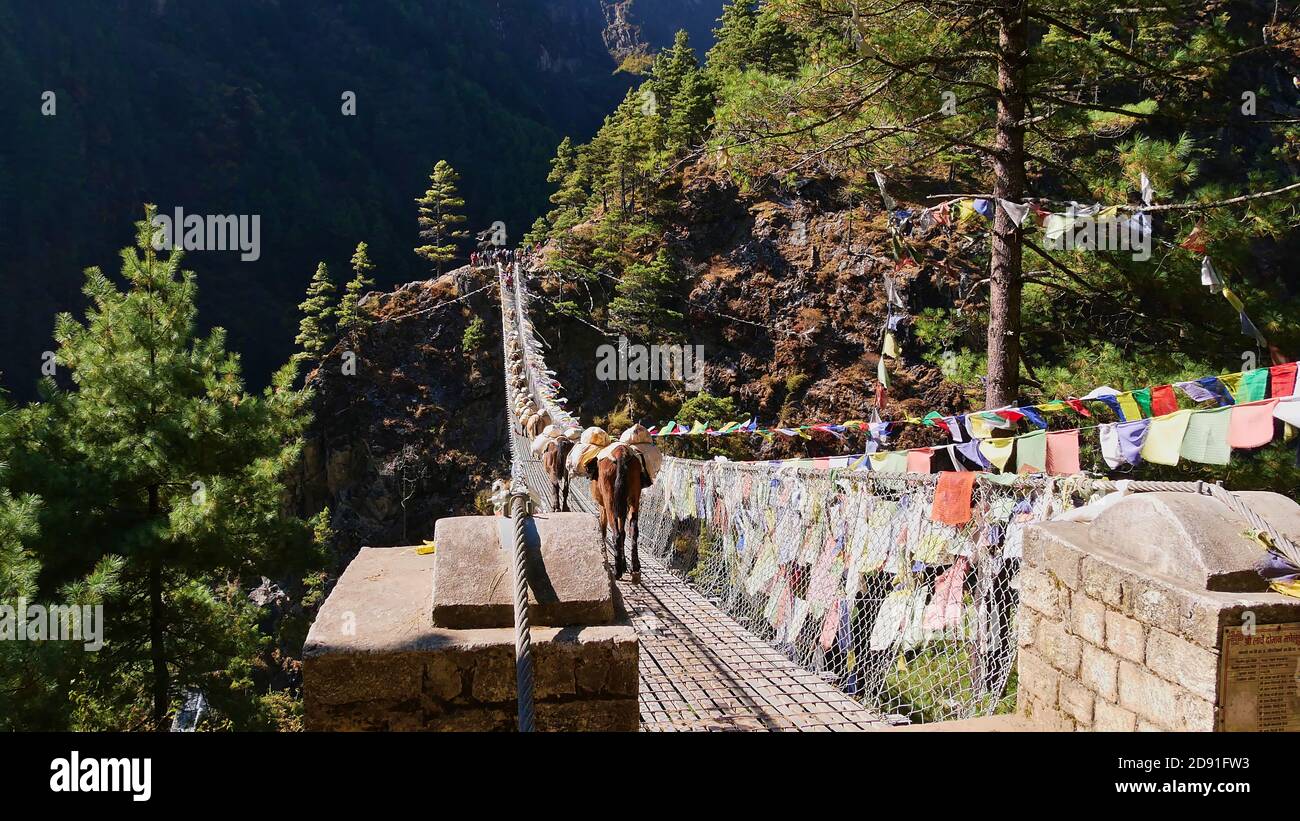 Mule caravan crossing the popular Hillary Suspension Bridge (height ca. 70 m) decorated with colorful Buddhist prayer flags on Everest Base Camp Trek. Stock Photo