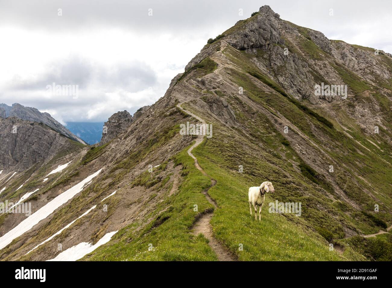 Lonesome sheep in the mountains Stock Photo