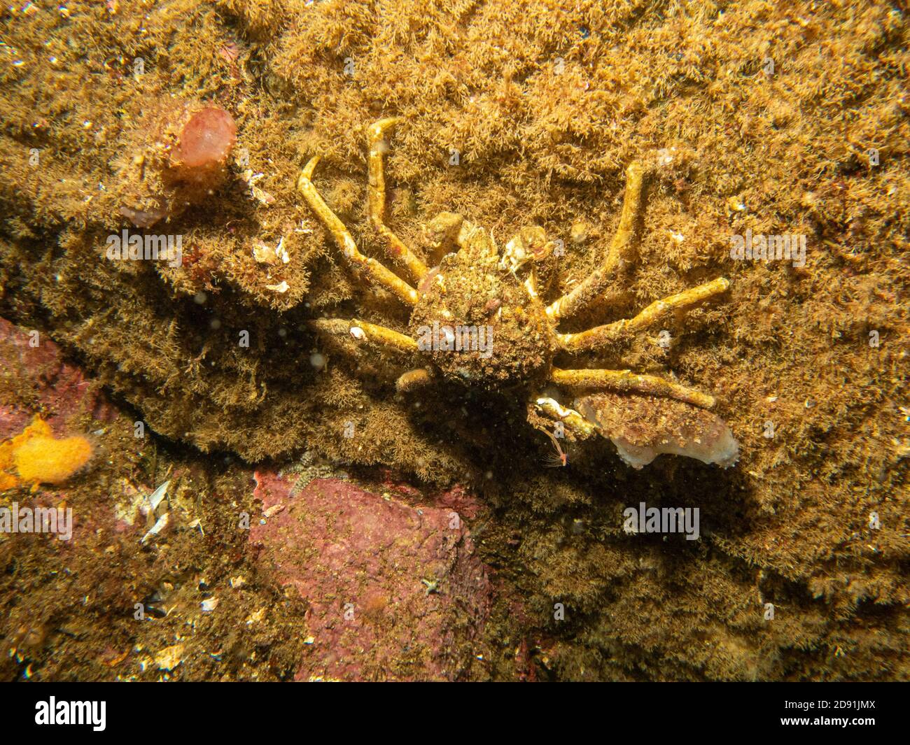 A closeup picture of a European spider crab on a wall. Picture from the Weather Islands, Skagerack Sea, western Sweden Stock Photo