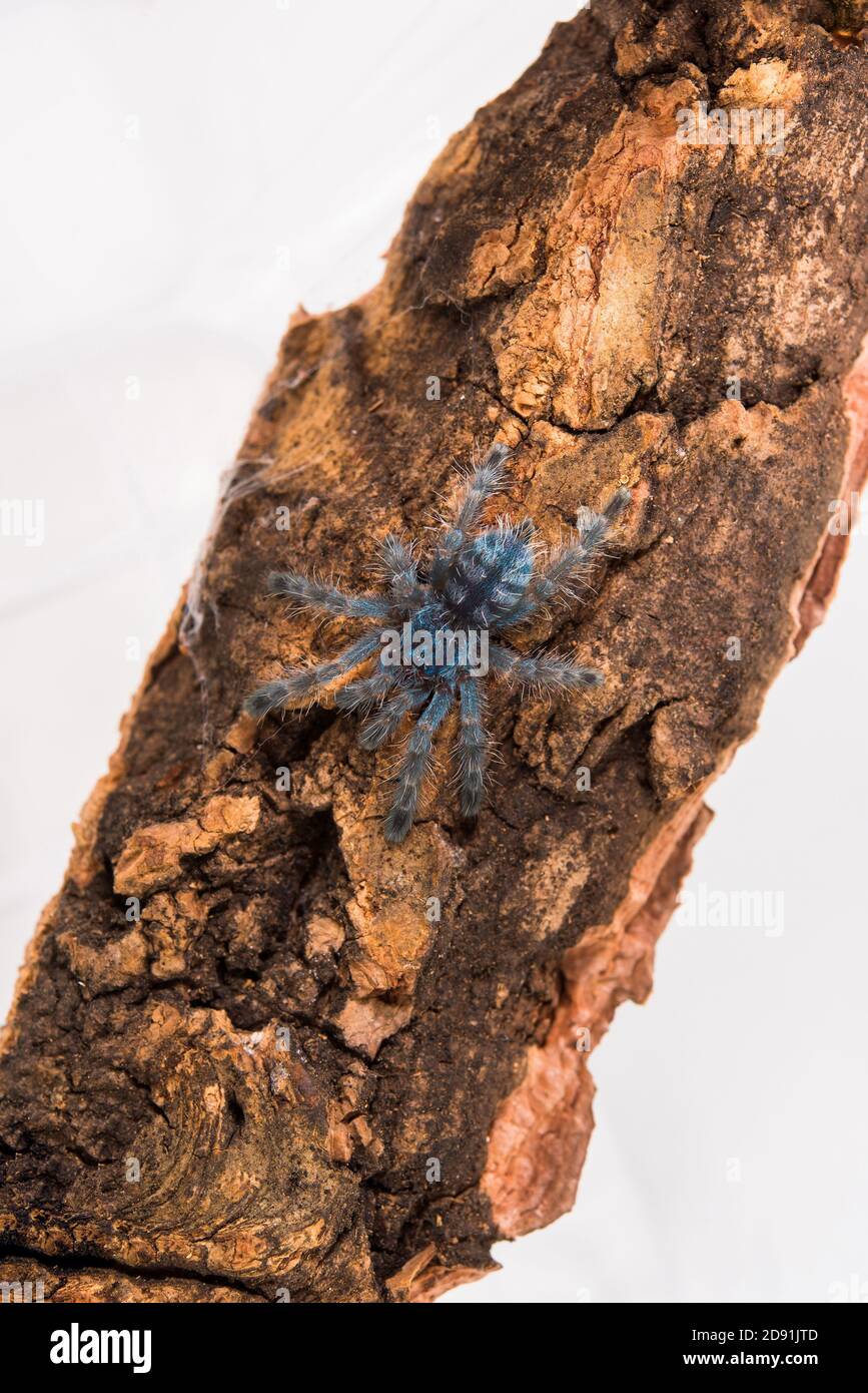 Tarantula spider, a young individual Caribena Versicolor ex Avicularia. Stock Photo