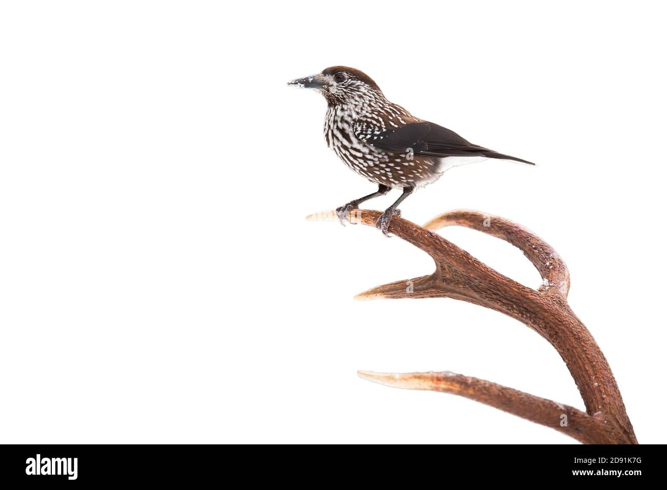 Spotted nutcracker sitting on antlers isolated on white background. Stock Photo