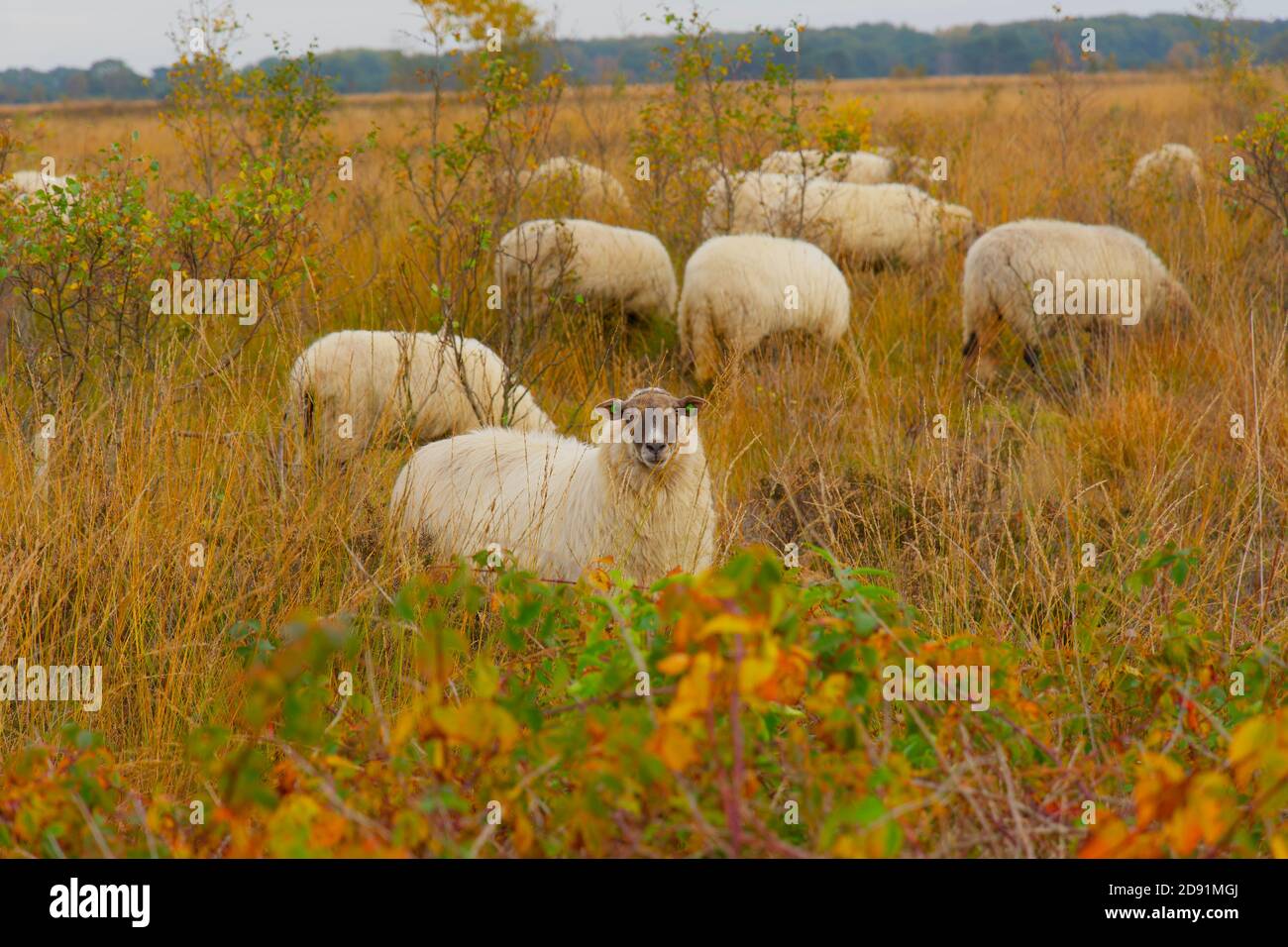 Flock of sheep grazing and walking in autumn field. Full frame, horizontal composition. Stock Photo