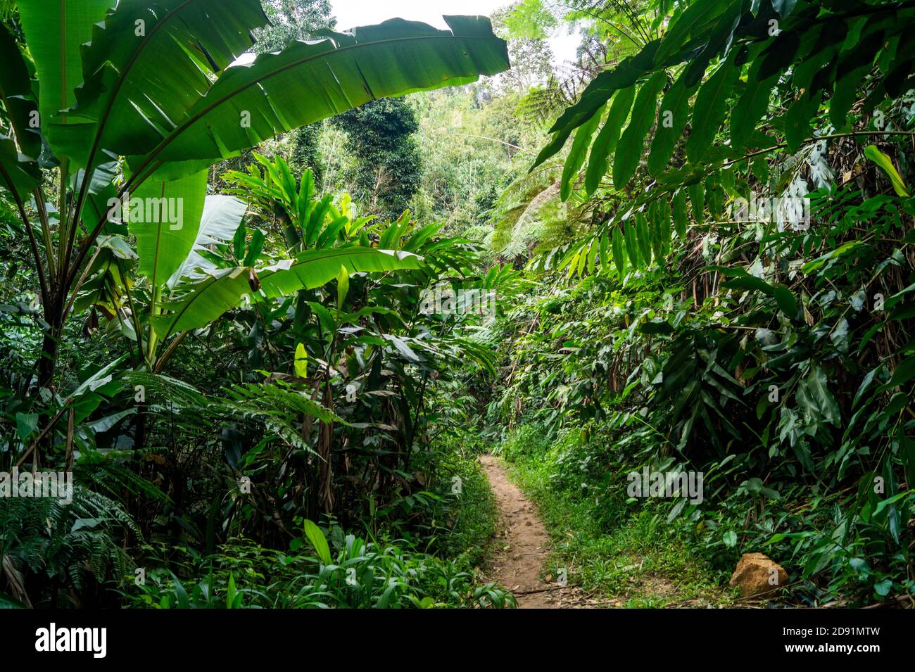 tropical forest path in the jungle Stock Photo