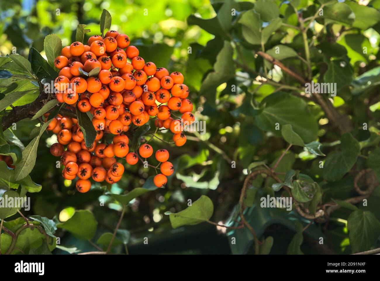 Beautiful orange ripe hawthorn berries (Pyracantha angustifolia) on tree with green leaves. Absolutely amazing autumn colorful nature vibes Stock Photo
