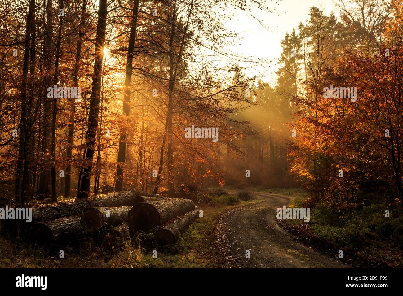 Path through forest in fall Stock Photo