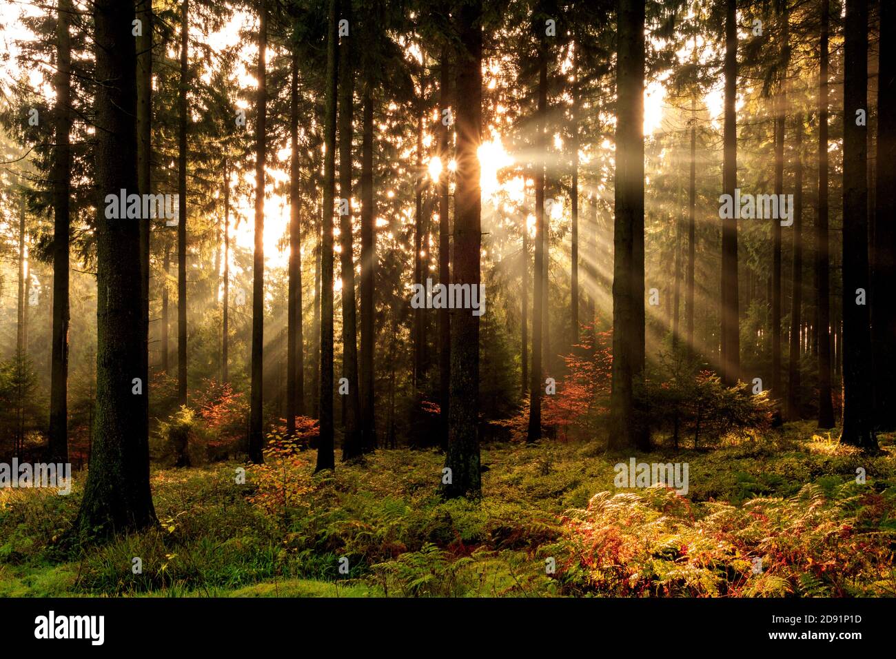 Rays of sun in a misty forest Stock Photo