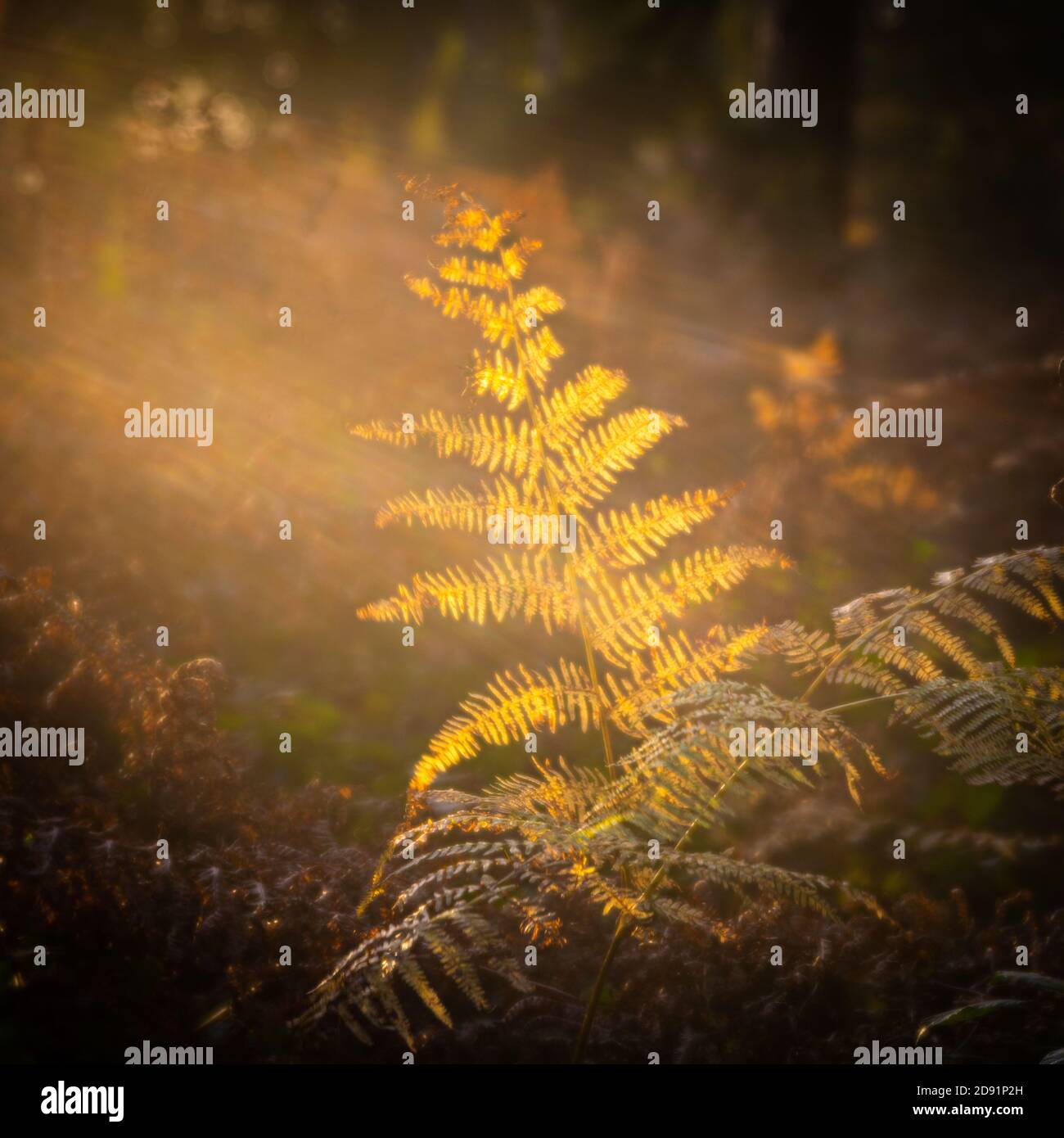 Autumn light catching the bracken Stock Photo