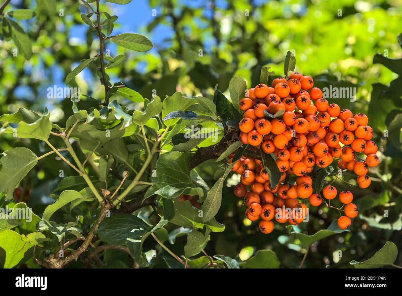 Beautiful orange ripe hawthorn berries (Pyracantha angustifolia) on tree with green leaves. Absolutely amazing autumnal colorful nature vibes Stock Photo