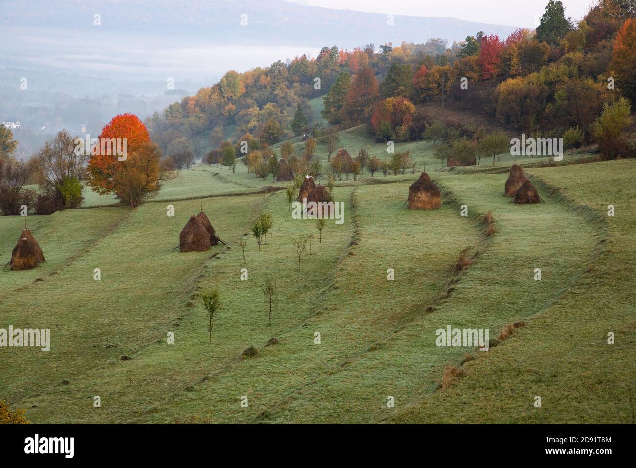 rural autumn landscape with fog and hay stacks Stock Photo - Alamy