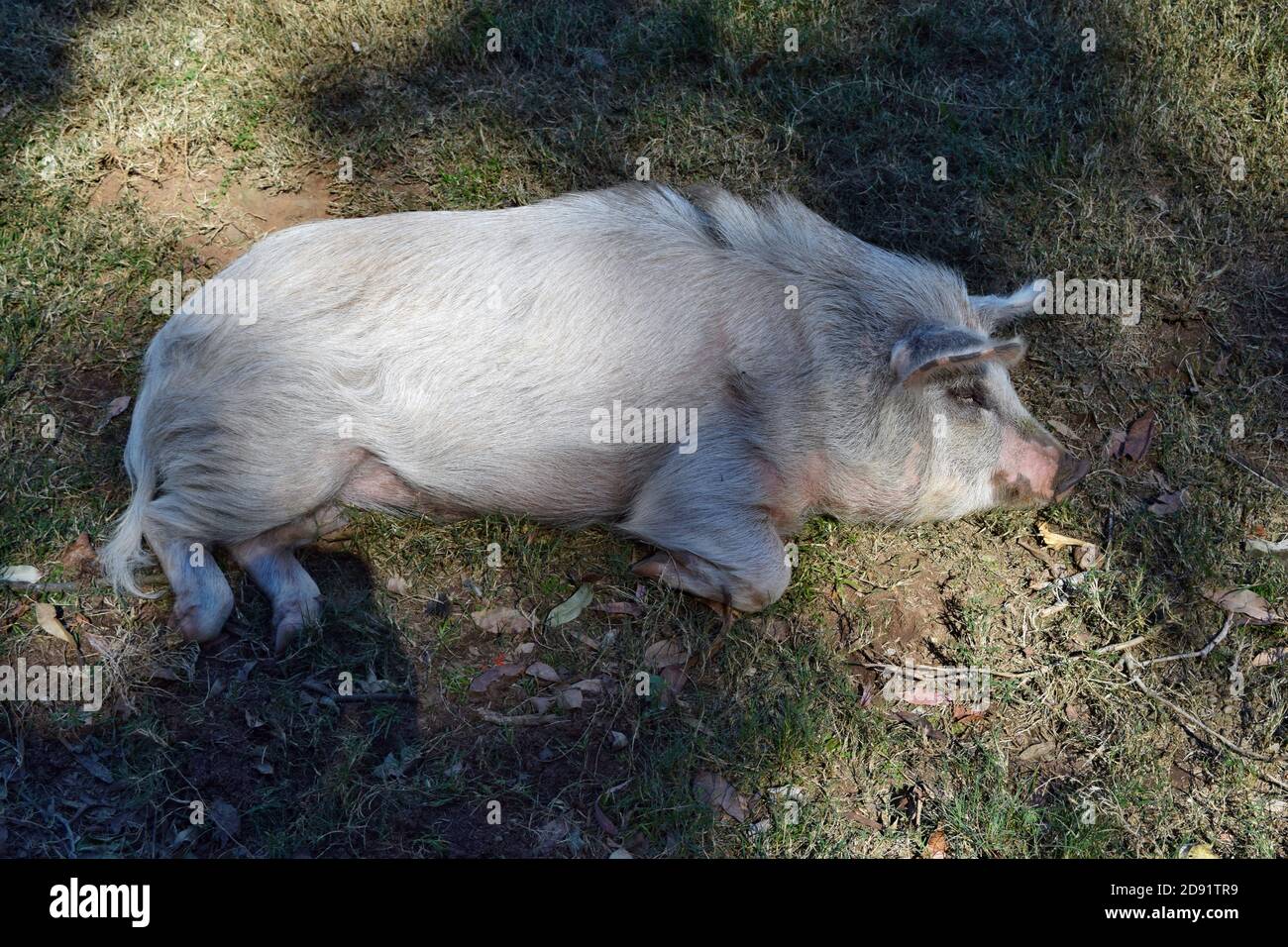 Gottingen mini pig pig is lying on the ground in Queensland, Australia Stock Photo