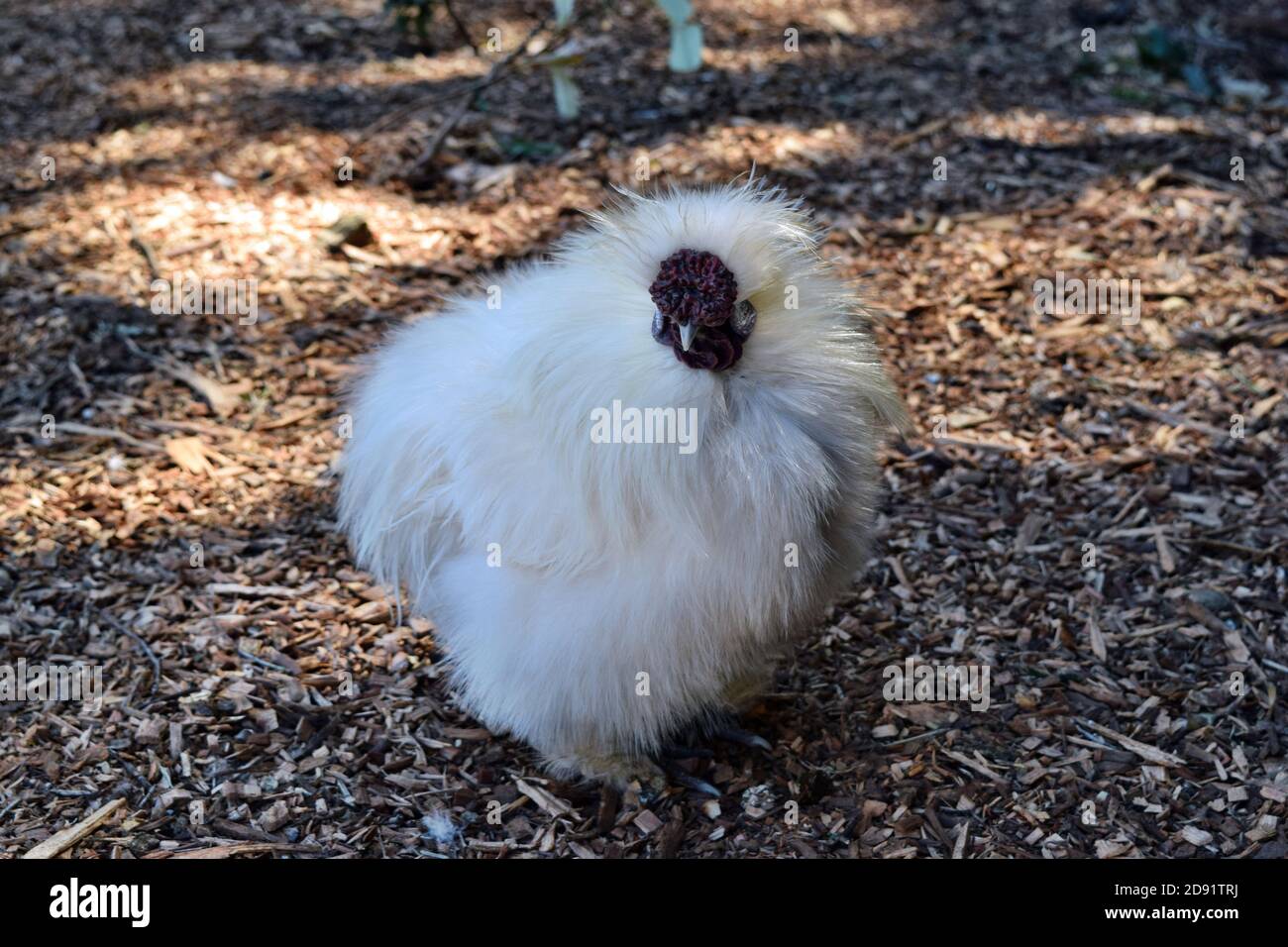 Silkie Chicken Walking On The Farm In Queensland Australia Stock Photo