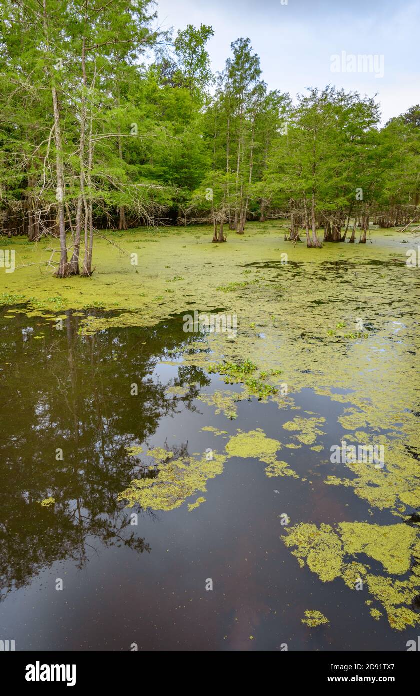 Martin Dies, Jr. State Park Stock Photo Alamy
