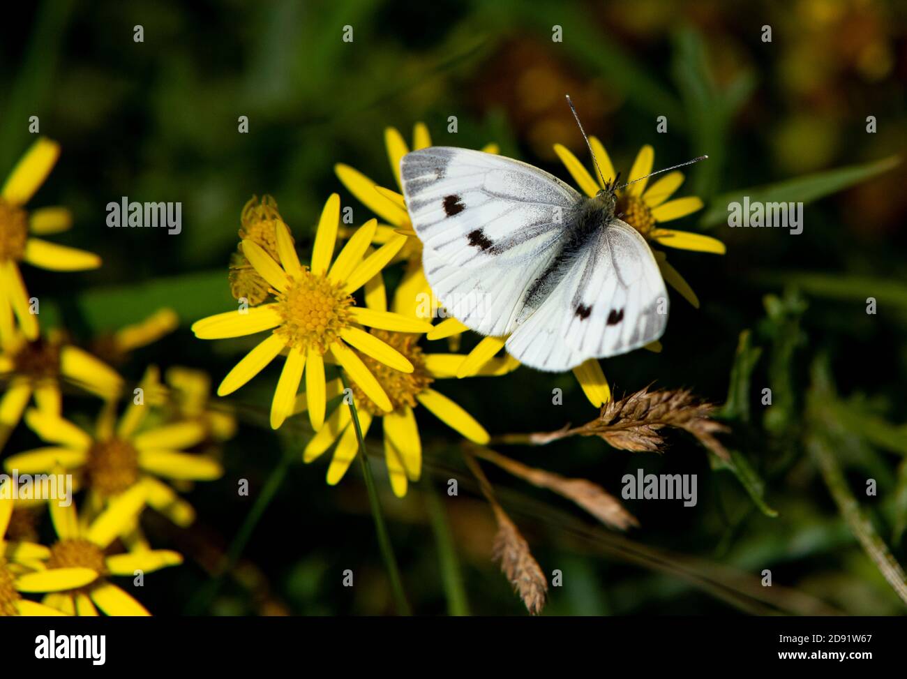 Female Large white butterfly Pieris brassicae Stock Photo