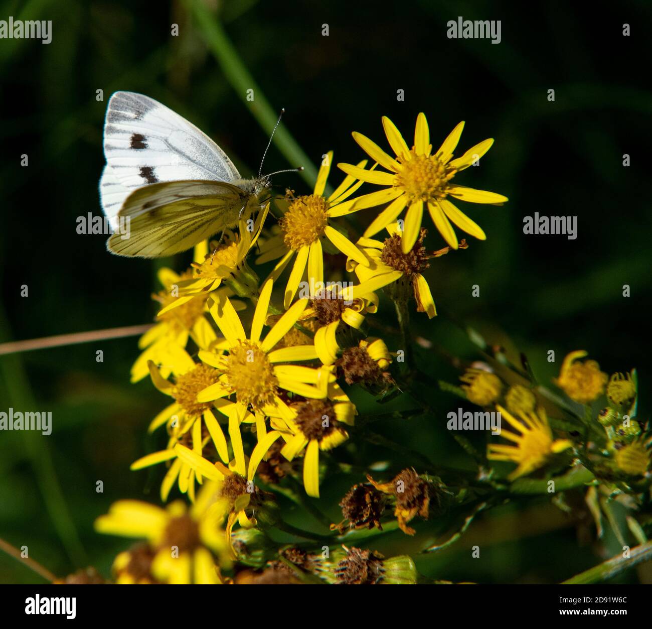 Female Large white butterfly Pieris brassicae Stock Photo