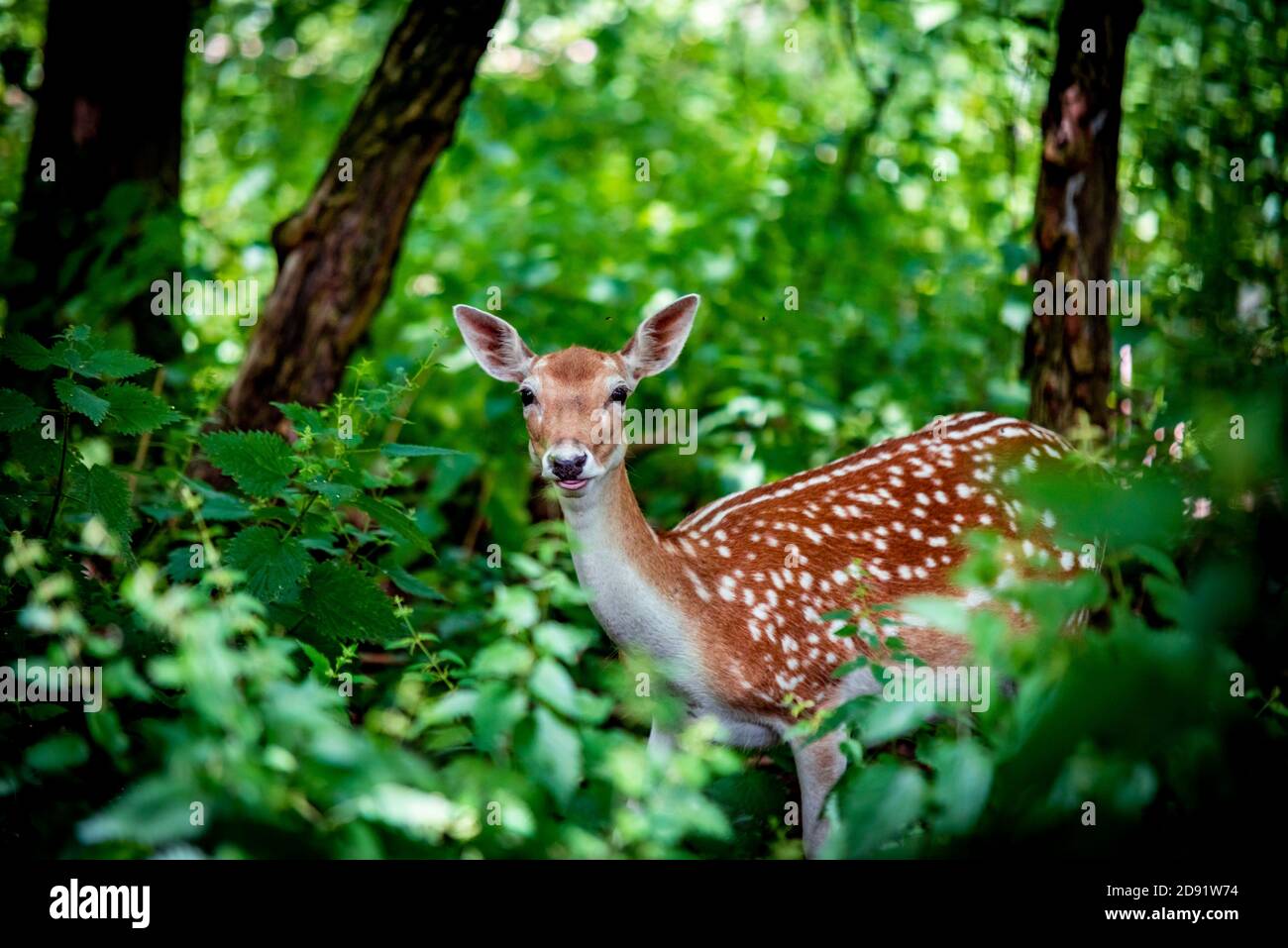 Fallow deer stops and faces the camera in dense woodland. Wollaton park Nottingham England UK Stock Photo