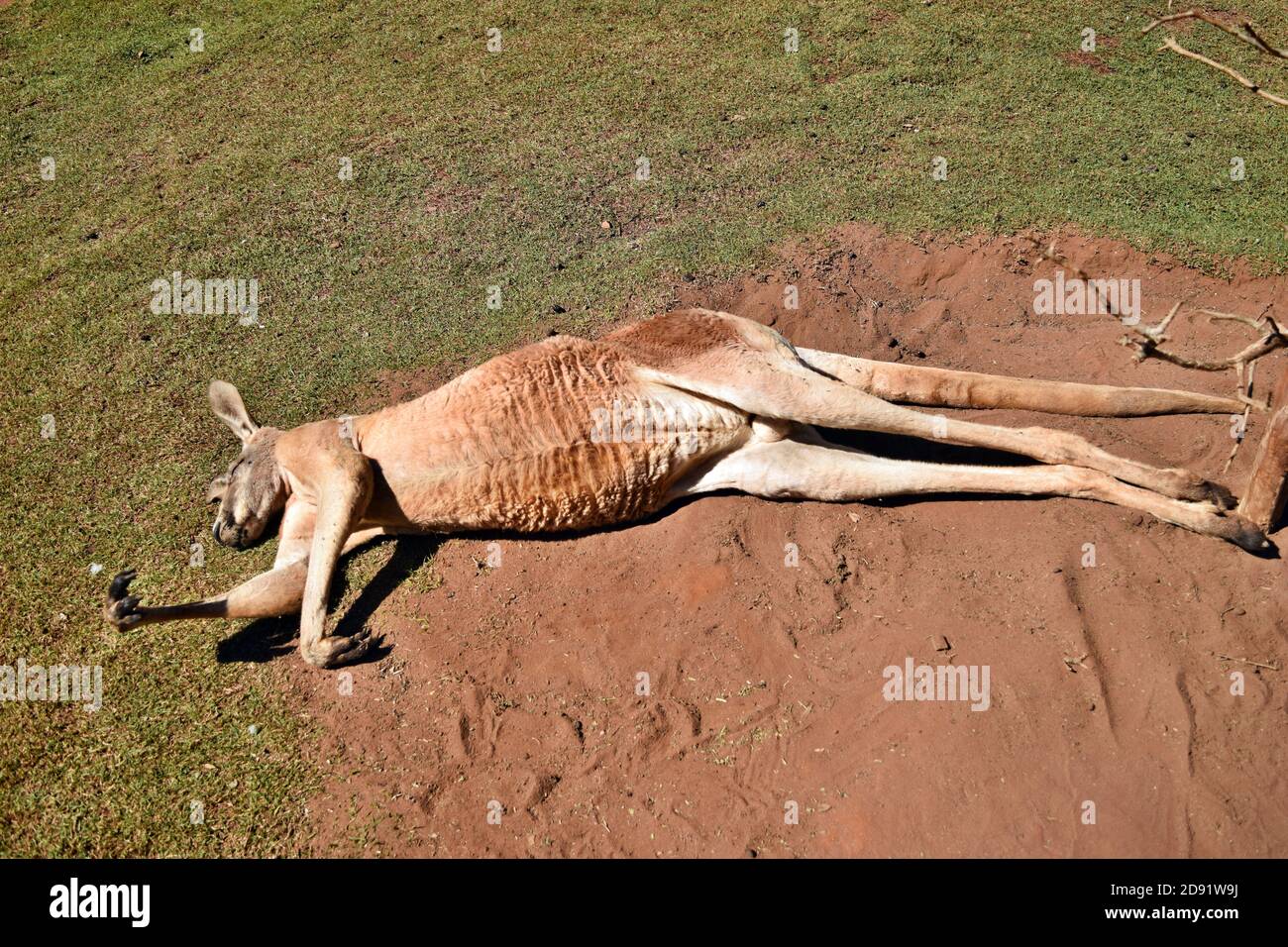 red kangaroo muscles