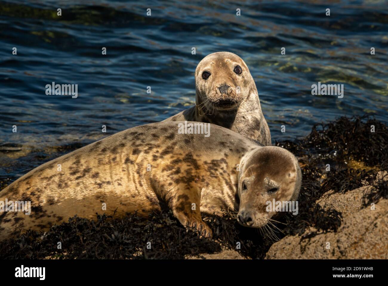 Two young harbor seals lying on a rock, sunny day in summer, Les Sept