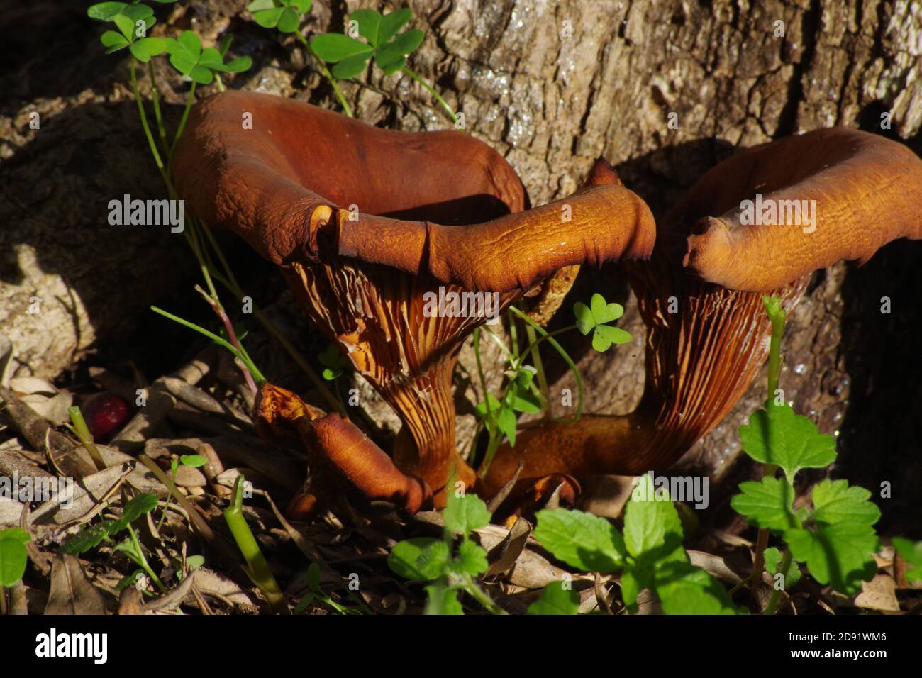 Wild mushroom (clitocybe olearia) close-up in Sardinia countryside Stock Photo