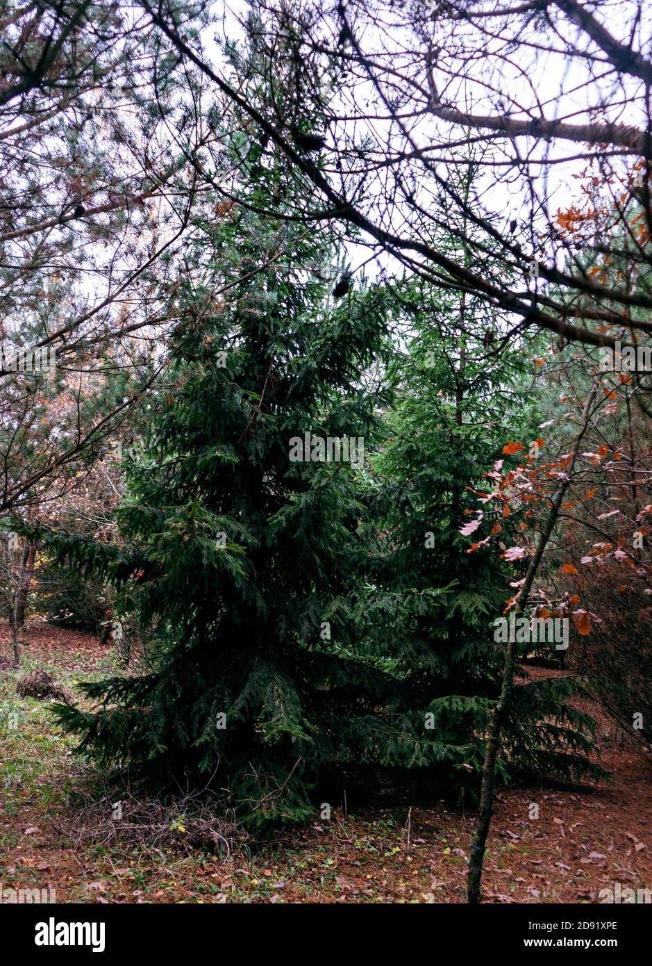 Fir forest behind green hi-res stock photography and images - Alamy
