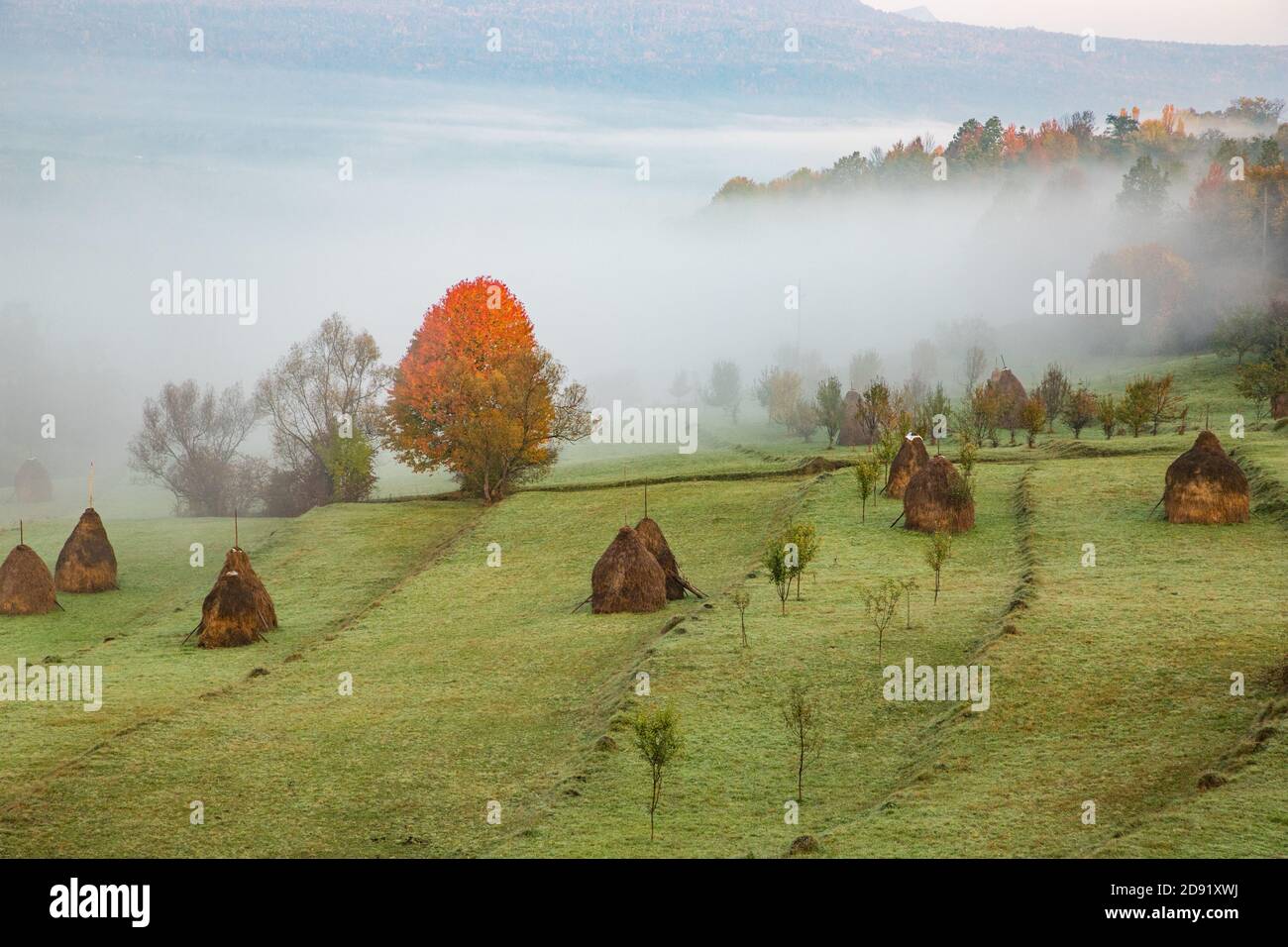 rural autumn landscape with fog and hay stacks Stock Photo - Alamy