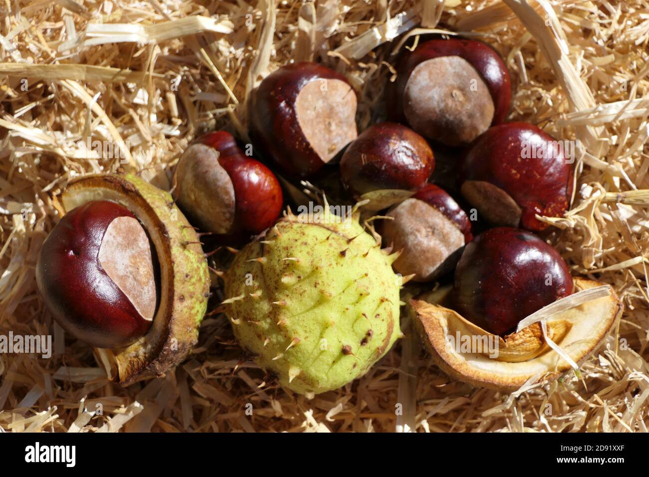 Fallen horse chestnuts - fruits and shells lie on the ground in straw Stock Photo