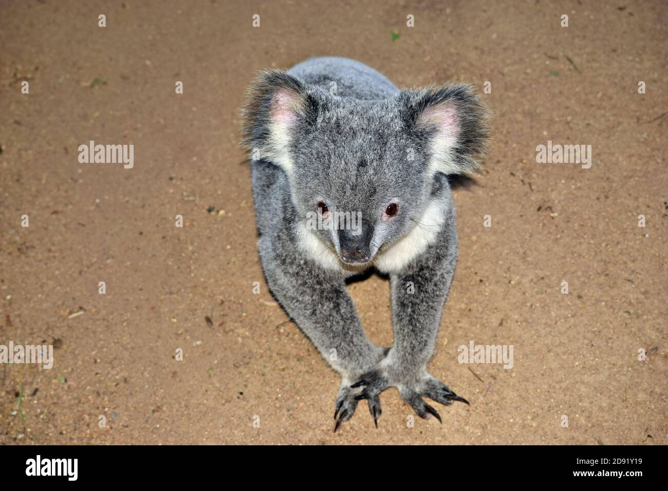 Wild tasmanian devil endangered with extinction is eating meat in