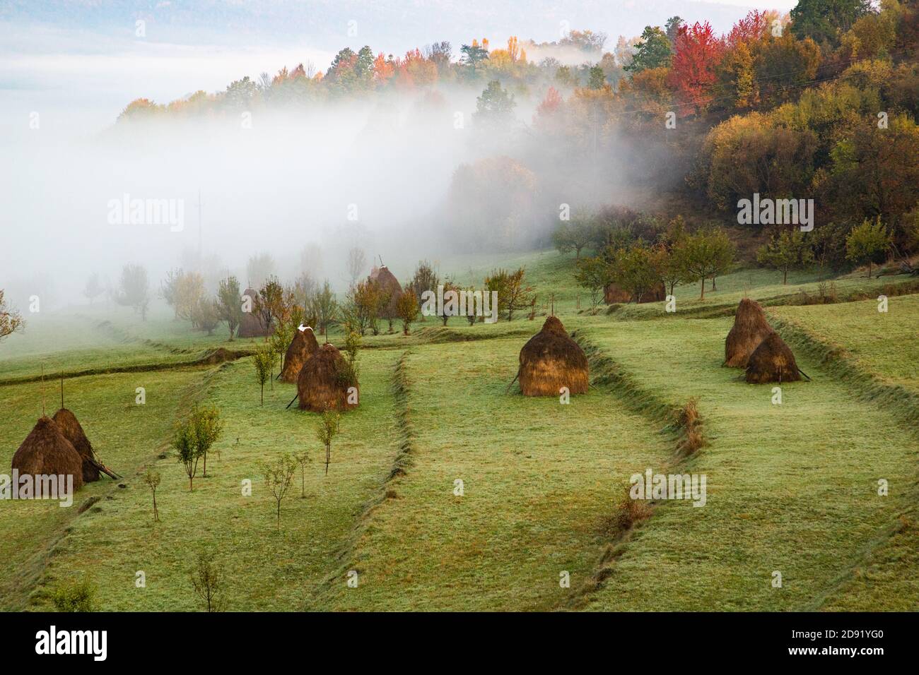 rural autumn landscape with fog and hay stacks Stock Photo - Alamy