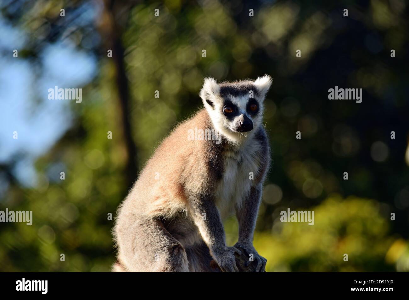 Beautiful young ring tailed lemur on branch of tree Stock Photo - Alamy