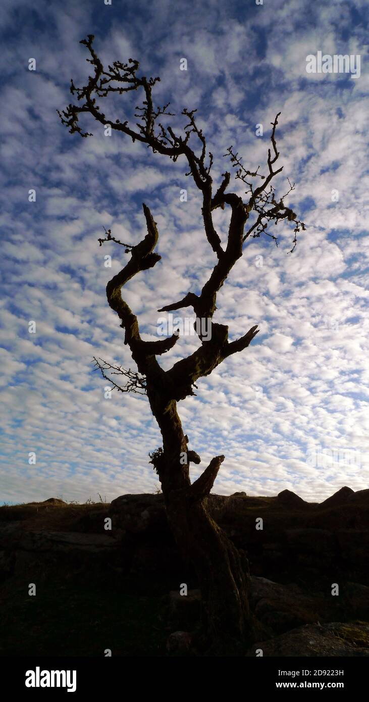 Lightning strike tree hi-res stock photography and images - Alamy