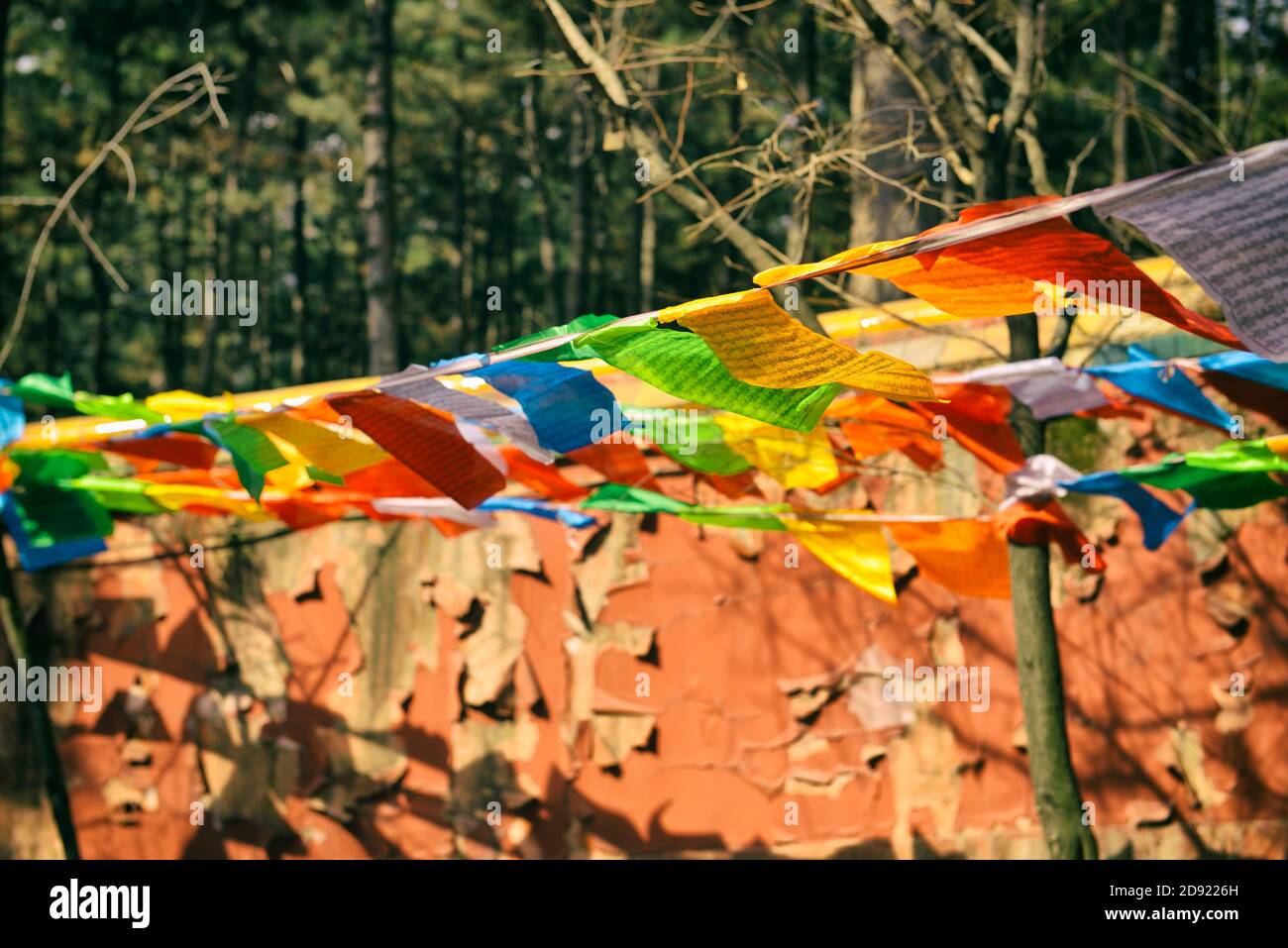 Colorful Tibetan prayer flags hanging on ropes attached to trees in