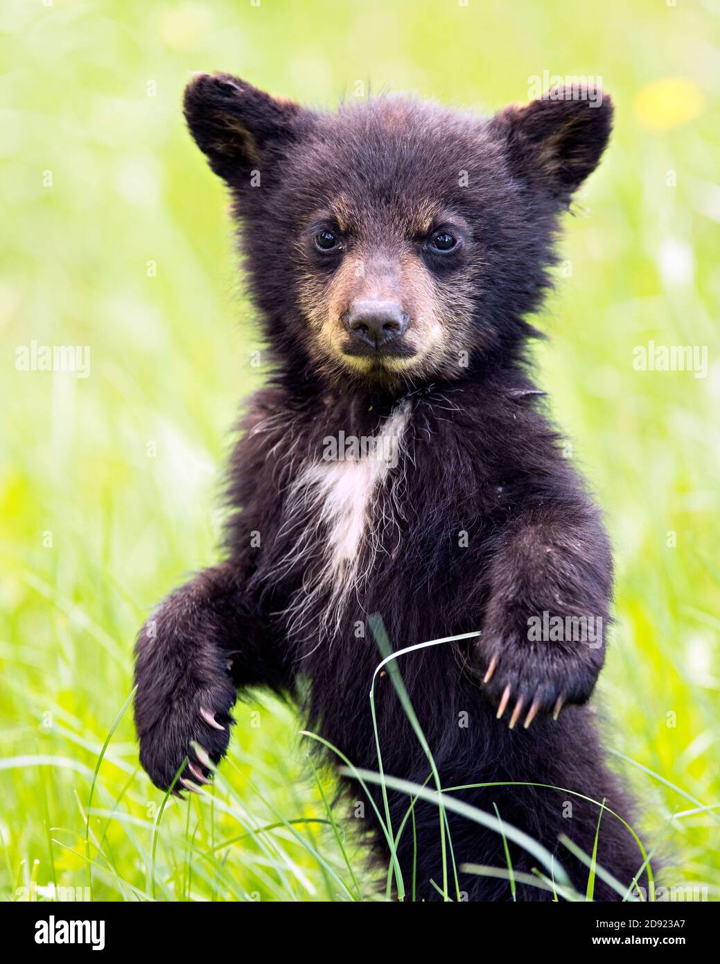 Black bear cub hi-res stock photography and images - Alamy