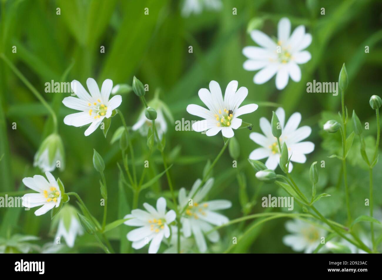 Spring flowers and leaves of Stellaria holostea as a background Stock Photo