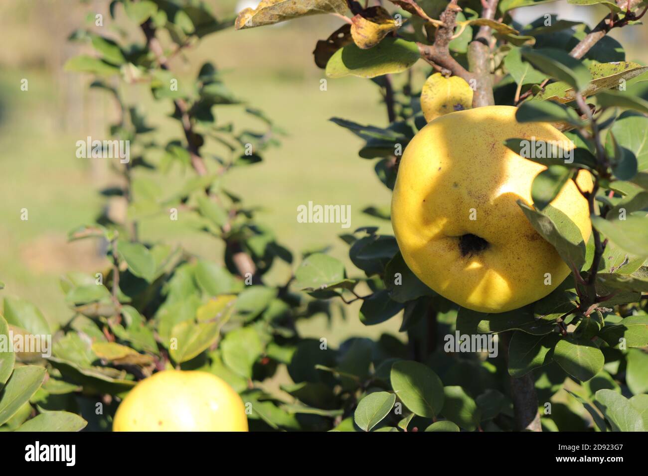 Ripe fruits of yellow apples on the branches, Malus domestica Stock Photo