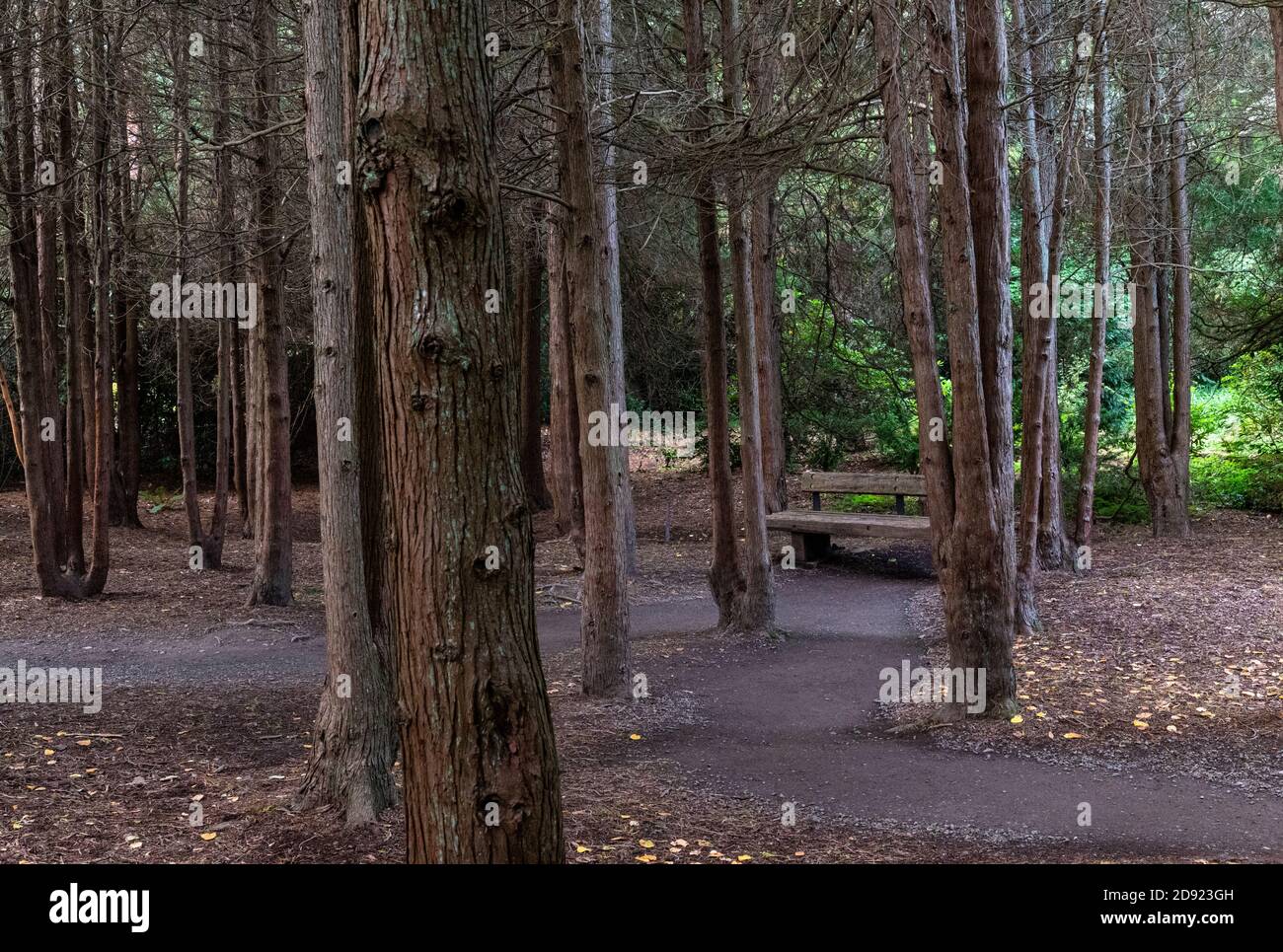 quiet place and bench for meditation in the woods at the Kubota Gardens in Seattle, Washington, USA Stock Photo