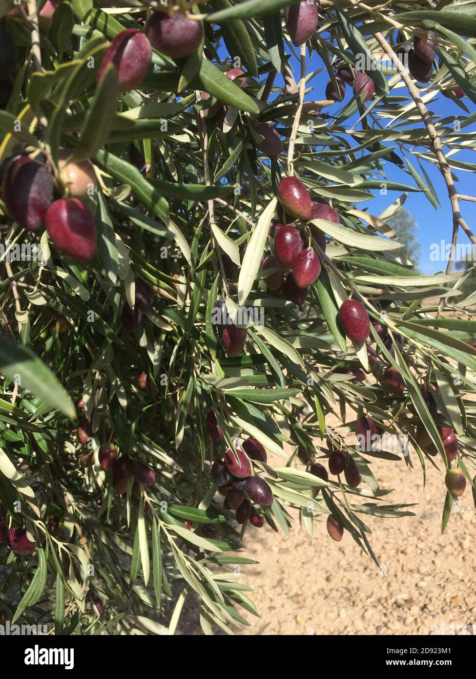 Olive Ripeness Olives in farm hi-res stock photography and images - Alamy