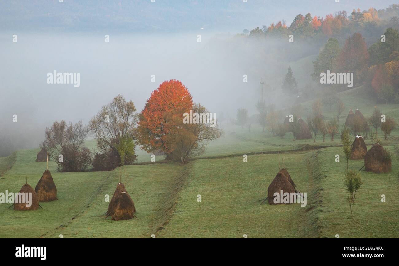 rural autumn landscape with fog and hay stacks Stock Photo - Alamy