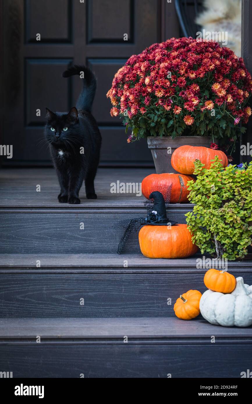 Halloween garden composition - black cat, bright orange pumpkins, colorful chrysanthemum potted, front door steps decoration, toned Stock Photo