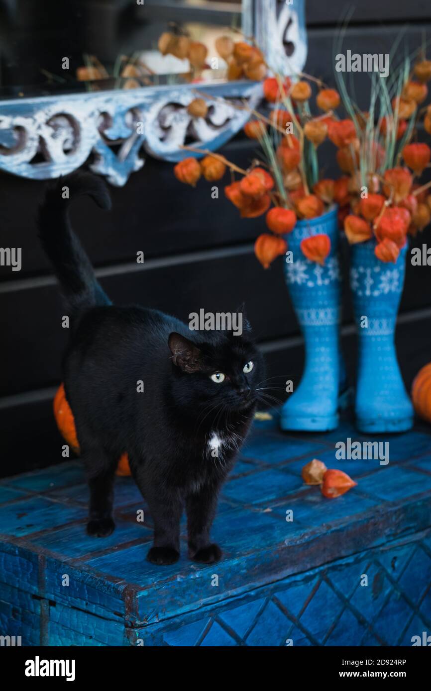 Halloween garden composition - black cat, bright orange pumpkins, colorful chrysanthemum potted, front door steps decoration, toned Stock Photo