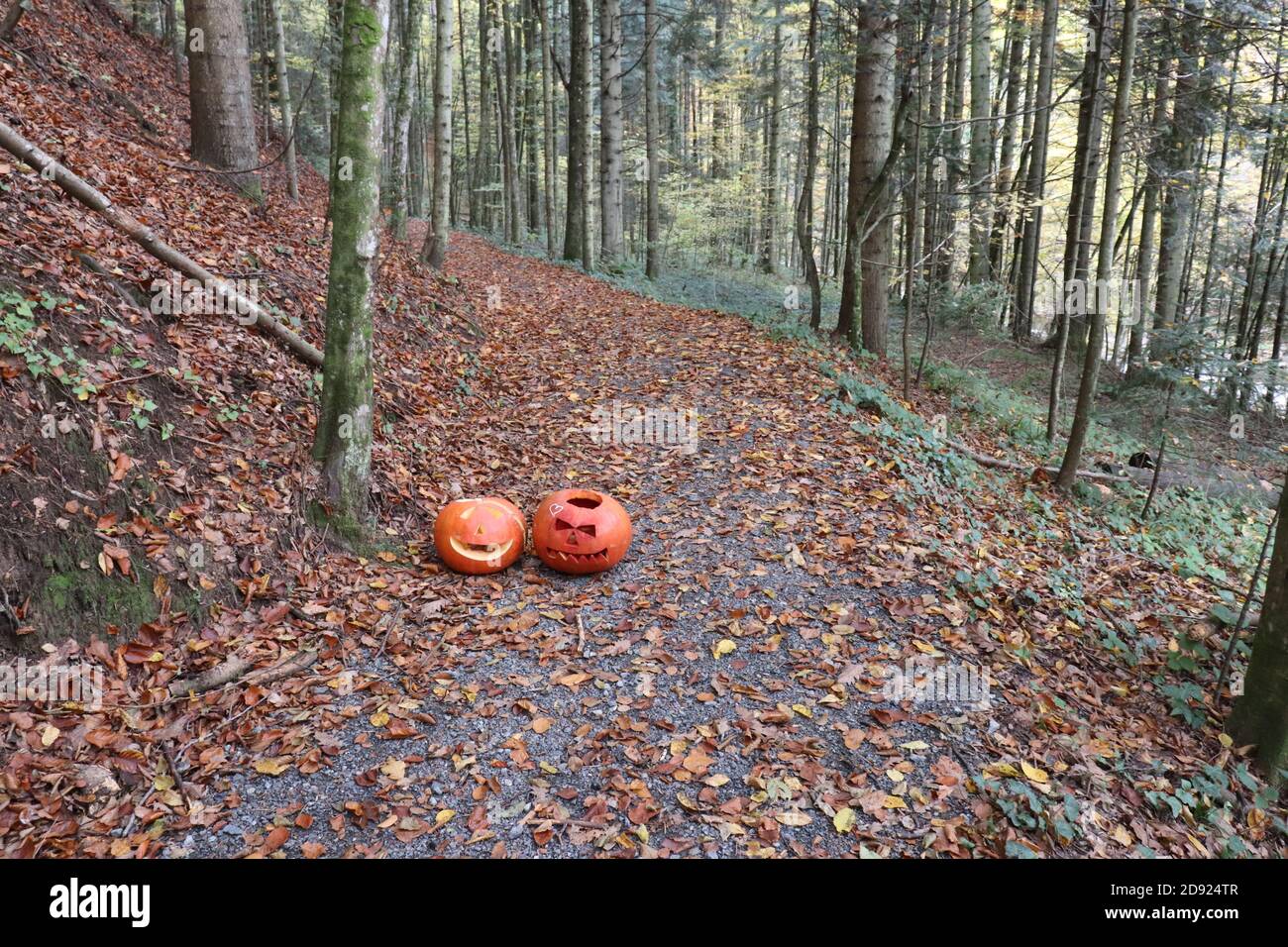 Halloween  pumpkins in the autumn forest Stock Photo