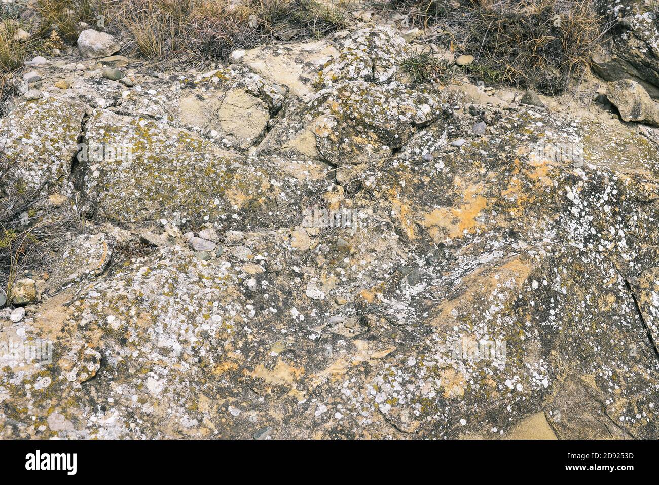 Lichens and moss on the stone. The surface of a gray stone with cracks Stock Photo