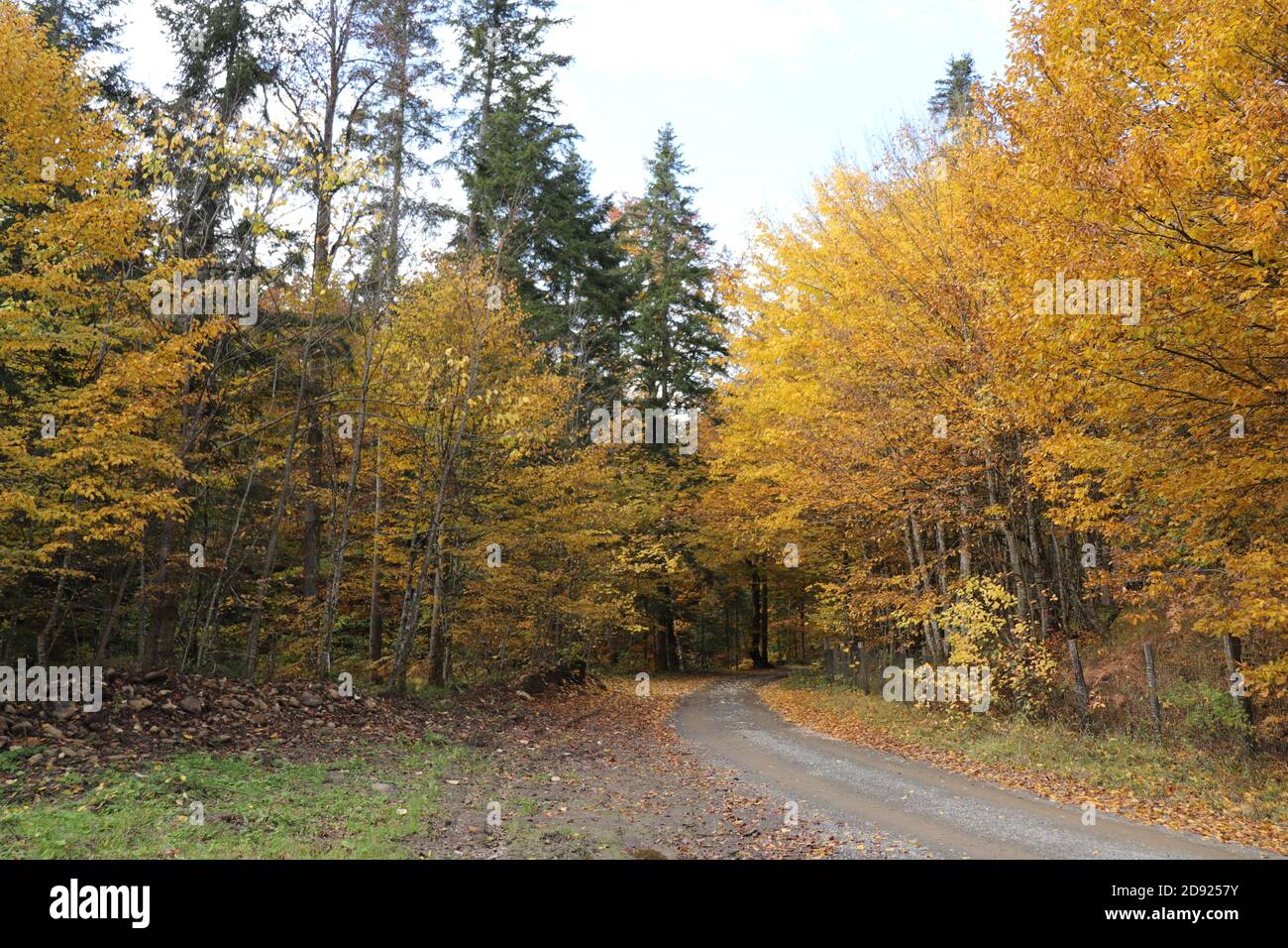 Hiking trail through autumn mixed forest Stock Photo