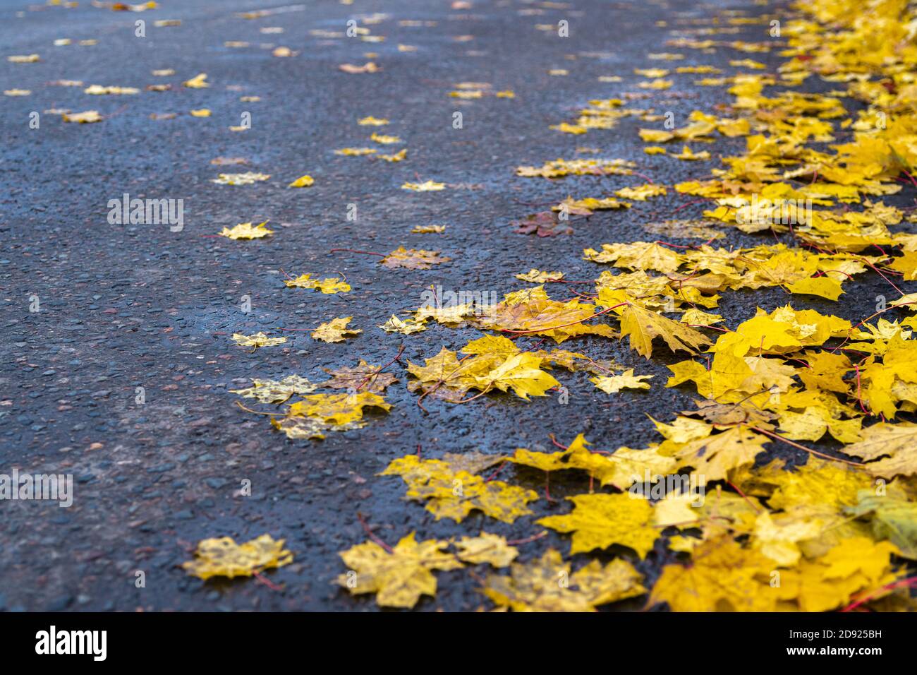 Fallen yellow maple leaves on the road. Autumn background concept. High ...