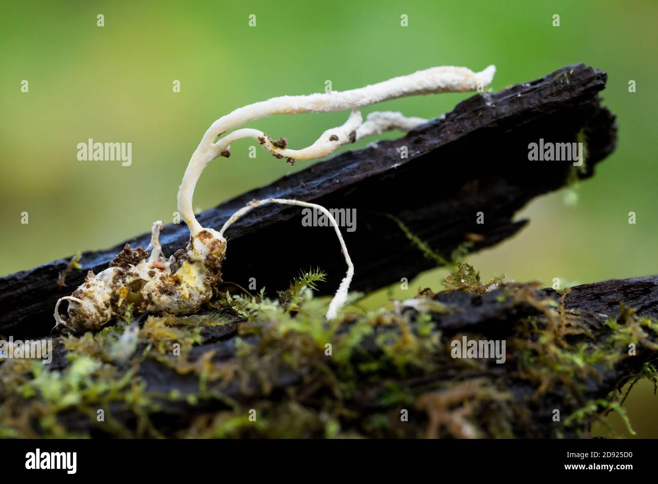 Entomopathogenic fungus (Isaria farinosus) growing on a moth pupa Stock Photo