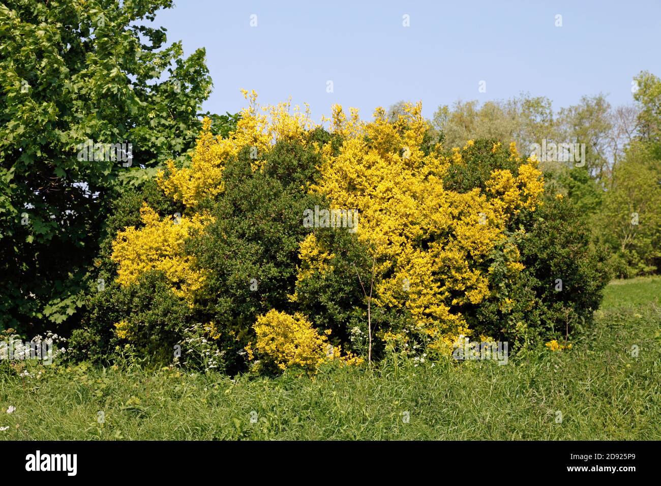 Heavy, dense, established Forsythia bush growing in the wild in a field, colour changing from green to yellow Stock Photo